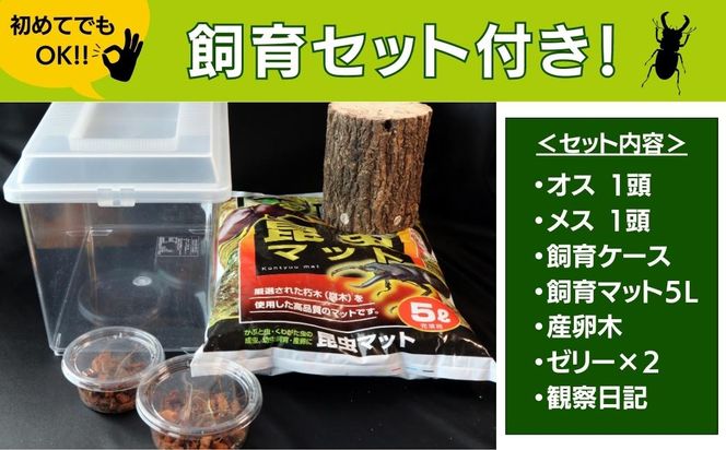 オオクワガタペア 飼育 セット 70mm～ 9月以降発送 クワガタ 自由研究 昆虫 成虫 生体 虫 飼育 夏休み 観察 自然 環境 学習 子供 孫 プレゼント 贈答 人気 福島県 田村市 田村 ふくしま たむら ムシムシランド N02-O24-01