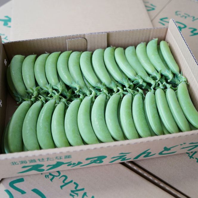 【2026年5月中旬から順次発送】【朝獲れ新鮮】北海道 せたな町産 スナップえんどう 1kg 旬 炒め お弁当 みそ汁 パスタ 天ぷら おつまみ 野菜 ふるさと納税