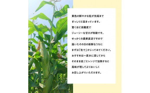 【令和8年発送】大山さんちのスイートコーン(ゴールドラッシュ)4.5kg 【 先行予約 数量限定 期間限定 スィートコーン 2026年発送 先行受付 宮崎県産 九州産 】 [C07104]