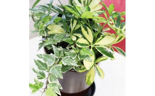 D039 季節の観葉植物寄せ植え　６号陶器鉢　選べる鉢色　室内園芸装飾マイスター岡部太郎氏監修