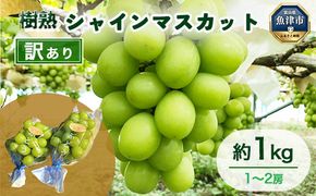 【早期予約】訳あり シャインマスカット 約1kg 樹熟 1～2房｜富山県産 マスカット ぶどう ブドウ 葡萄　※北海道・沖縄・離島への配送不可　※2024年10月上旬～12月下旬頃に順次発送予定