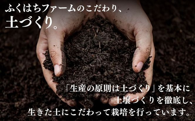 【2026年5月下旬～発送】【南島原の特別栽培】小玉ハウス桃【約3kg】（Mサイズ：10パック） / 桃 もも モモ ピーチ 3kg デザート 旬 フルーツ 柔らかい 果物 / 南島原市 / ふくはちファーム [SBS008]