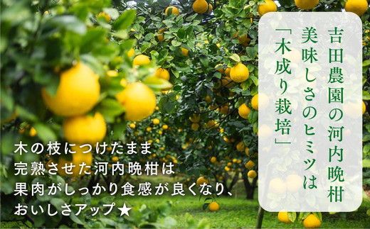 訳あり 河内晩柑10kg（家庭用） | 柑橘　希少　愛媛県愛南町産　フルーツ　デザート　果物　※2024年4月上旬～8月中旬頃に順次発送予定