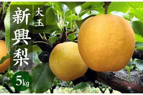 【先行予約／数量限定80】京丹後産 新興梨 大玉 5kg（6～10玉入り）（2026年10月上旬～発送）　国産 期間限定 デザート 甘い ジューシー ふるさと 納税 梨 なし ナシ ふるさと 納税 先行予約 期間限定 フルーツ　HF00013