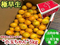 極早生 有田 みかん 小玉ちゃん 等級 混合 5kg 南泰園 和歌山 有田みかん BS626