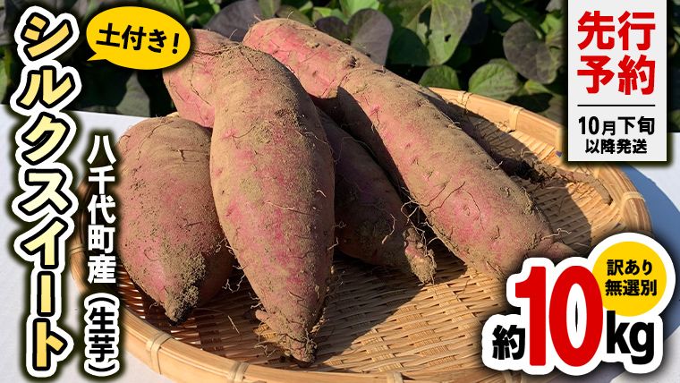 訳あり 無選別 熟成 農家直送 八千代町産 シルクスイート 生芋 約 10kg 農家直送 熟成 イモ 芋 いも おやつ デザート 秋 [ 先行予約 2025年10月下旬以降発送 ] [AX035ya]