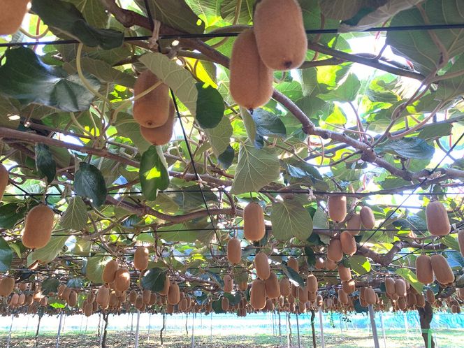 【先行予約】香緑21～27玉入り【春日部市】大晴農園のキウイフルーツ（BY002-1）