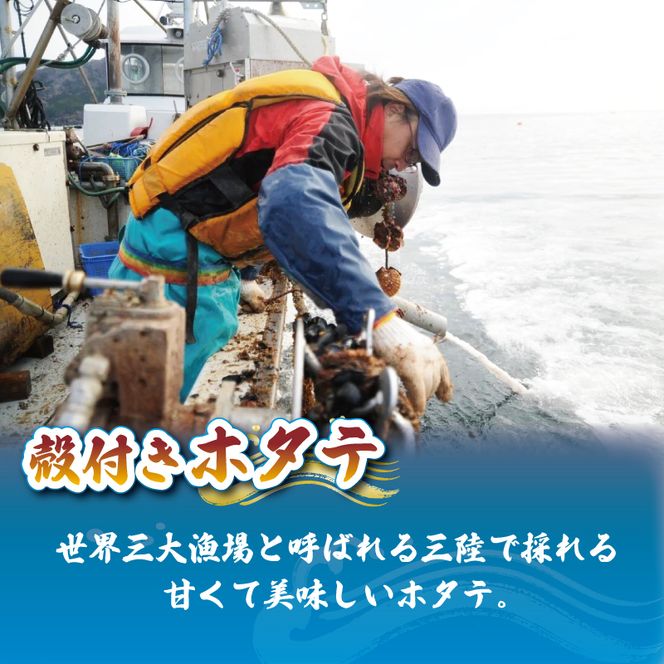 三陸産 特Lサイズ 殻付き 活ホタテ 6枚 12cm以上 活ほたて 冷蔵 [nakano005_1]	
