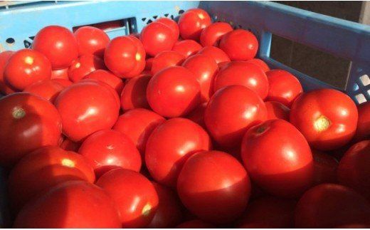 〔定期便〕完熟トマトジュース（食塩無添加）190g×90缶×4回配送（3ヵ月毎）