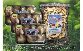 143.摩周産　菌床生しいたけ・乾燥しいたけセット（生200ｇ×3パック、乾燥40ｇ×１袋）