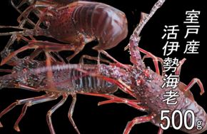 室戸産活伊勢エビ５００ｇ　um001