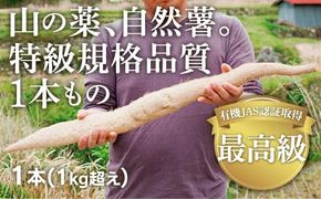 C042 ミライエfarm特級規格品質1本もの1キロ超え特大サイズ　最高級自然薯