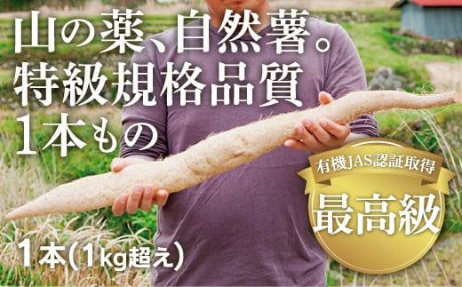 C042 ミライエfarm特級規格品質1本もの1キロ超え特大サイズ　最高級自然薯