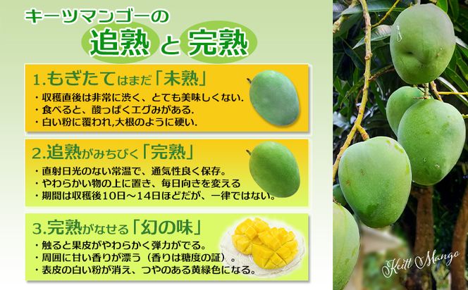 【先行受付】【2026年発送】ヤマト農園 キーツマンゴー約1.5kg - 産地直送 沖縄産 国産 果物 フルーツ 南国フルーツ 旬の味覚 追熟 先行予約 希少種 人気 おすすめ 送料無料 沖縄県 八重瀬町