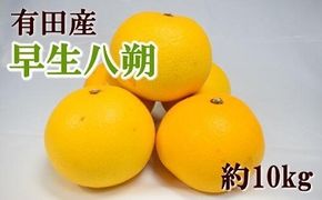 【数量限定】有田産早生八朔約10kg（サイズ混合）★2024年12月中旬頃より順次発送  BZ101