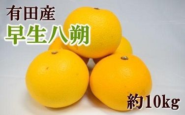 【数量限定】有田産早生八朔約10kg（サイズ混合）★2024年12月中旬頃より順次発送  BZ101