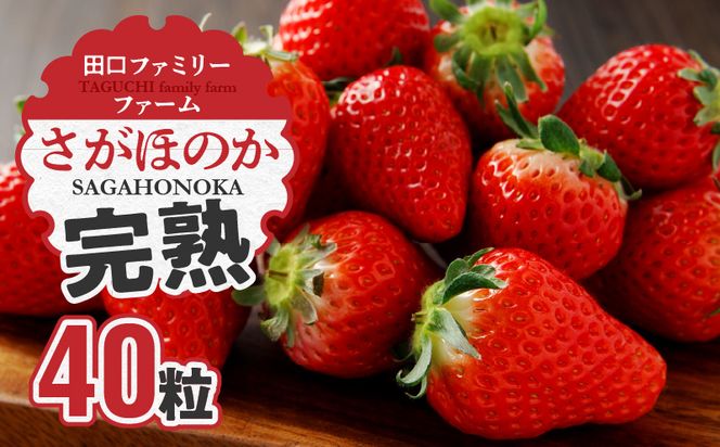 さがほのか 完熟 いちご 40粒 延岡産 1月中旬発送開始 N053-A0318