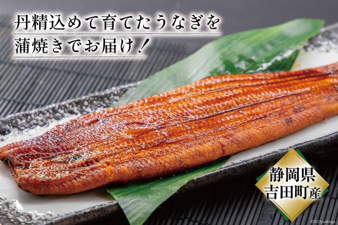 うなぎ 国産 静岡 うなぎ蒲焼 150g 以上× 2尾 タレ 山椒 付き [大井川うなぎ 静岡県 吉田町 22424464] 鰻 ウナギ うなぎかば焼き うなぎ蒲焼き 鰻蒲焼 鰻蒲焼き ウナギかば焼き 真空パック 蒲焼 タレ たれ 静岡県産 unagi