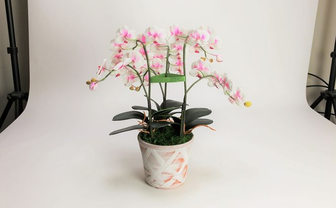 綺麗で丈夫な三河陶器で贈る光触媒胡蝶蘭小輪３本立（赤白の陶器×白桃色の花） H100-086