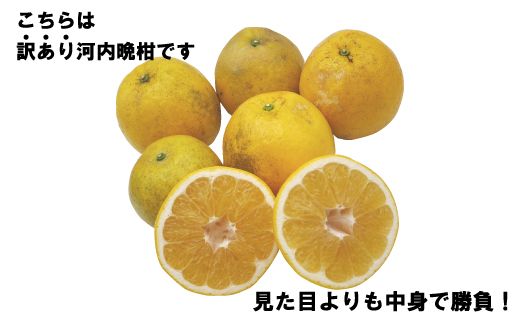 訳あり 河内晩柑10kg（家庭用） ＜柑橘 希少 果物 国産 フルーツ みかん 蜜柑 訳あり 家庭用 和製 グレープフルーツ ブランド 愛媛 果実 ビタミン ＞ ※2025年4月上旬～8月中旬頃に順次発送予定