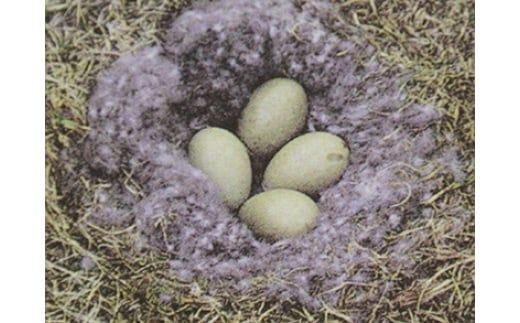 yÉxSRz5BX1Hъ|ӂƂ AC_[_E95 1.2