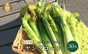 FC004【2025年 先行予約】もぎたて発送！山梨県産 ヤングコーン 30本【栄養たっぷりヒゲ付き！】