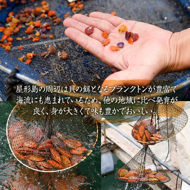 緋扇貝 (計18枚) 海鮮 ヒオウギ貝 BBQ バーベキュー 炭火焼 酒蒸し ご当地 国産 大分県 佐伯市産  屋形島で後藤さんが育てた緋扇貝 大分県 佐伯市【AX61】【後藤緋扇養殖販売】