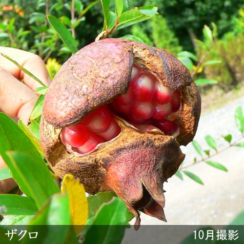 種無し石榴苗木 果樹 種なしザクロ| 種・苗・ガーデニング用品の