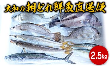 【単月お届け】大和海商の朝どれ鮮魚直送便　2.5kg 　N072-ZA383