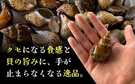 【先行予約】【2026年8月以降順次発送】豊前海産 バイ貝 1kg (20～35個前後)  《築上町》【明青丸】 バイガイ 貝 カイ[ABCB004]