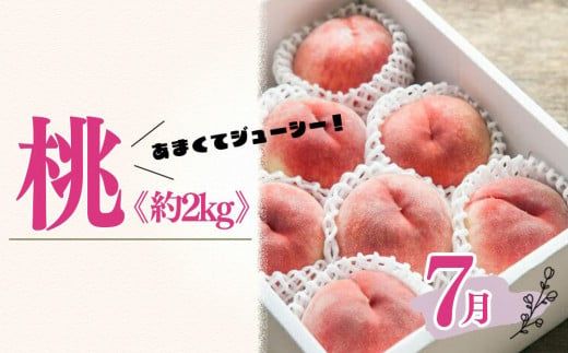 定期便全3回　和歌山の人気の夏のフルーツをお届け！XH92154