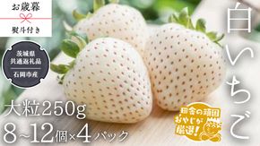 【 お歳暮 熨斗付 】白いちご大粒 250g（8～12粒）×4パック【令和6年12月から発送開始】（県内共通返礼品：石岡市産） いちご 苺 イチゴ 白いちご [BI374-NT]