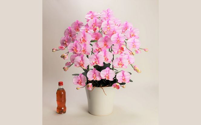 綺麗で丈夫な三河陶器で贈る光触媒胡蝶蘭大輪５本立（白釉薬の陶器×桃色の花） H100-095