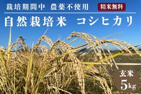 【先行予約】自然栽培米 コシヒカリ 玄米 5kg　京都府・亀岡産 令和6年産 栽培期間中農薬不使用  ※離島への配送不可 ※2024年11月以降順次発送予定