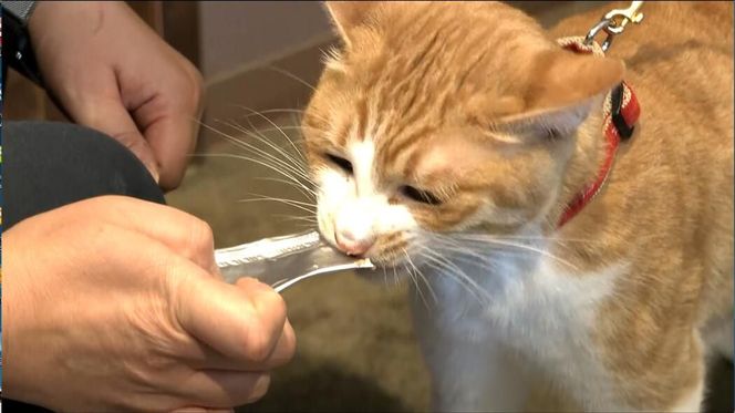 ナマコ入鹿肉ペースト【10本×4袋】※トリーツ