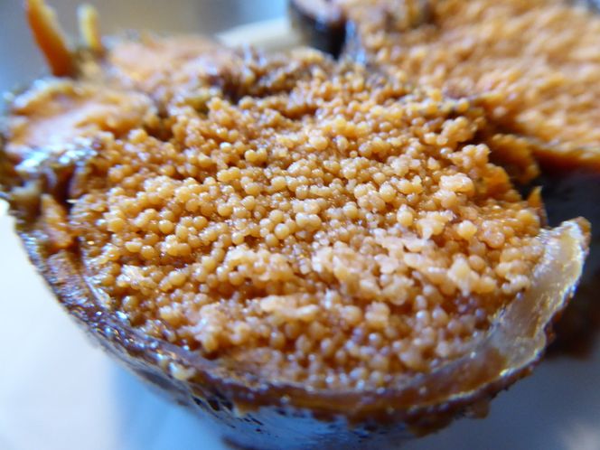 地下水育ち　子持ち鮎甘露煮15尾