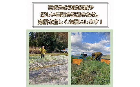 【6回定期便】かたもとオーガニックファームの農業研修生が無農薬・自然栽培で育てたお野菜セット 8～10品目 ≪産地直送 朝採れ 新鮮 京野菜 京都府 亀岡産 ≫