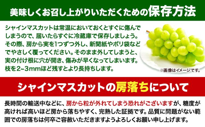 【2024年産先行予約】食べ比べセット たたらみねらる シャインマスカット 岡山県産 ピオーネ 各1房 650g以上 Y＆G.ディストリビューター株式会社《8月下旬-10月下旬頃出荷》岡山県 笠岡市 マスカット ぶどう ブドウ 葡萄 フルーツ 果物 食べ比べ セット---Y-01---