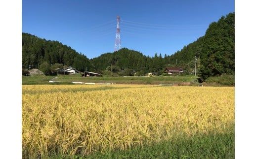 393. 【令和6年度新米】八百津で採れた新米コシヒカリ5㎏＆もち米3kgセット