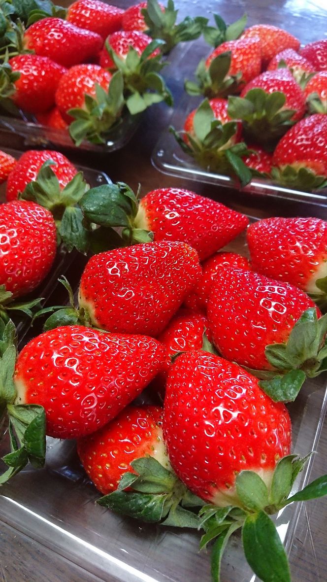 ymÓszyNzmzʌ聙tbVIV[Yŏ́uԂvƂ_u߂̂v4pbNyߘa7N12z