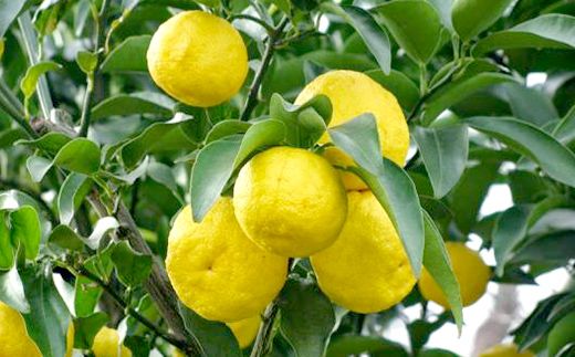 【富士川町穂積産ゆず使用】ゆずピール（80g×8袋）　高品質 柚 ゆず ユズ 柚子 製菓 ドライフルーツ 富士川町 山梨 やまなし 柑橘 