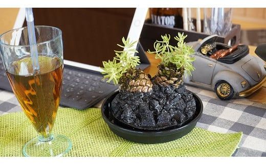 火山の贈り物　ミニ観葉植物『松びっくり』　溶岩土台松ぼっくり苔植物　K089-001