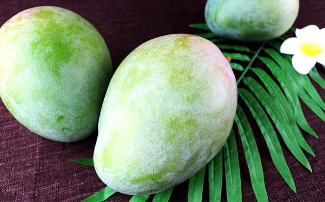 yꌧdzystzy2026Nz}g_ L[c}S[1kg - Yn Y Y ʕ t[c 썑t[c {̖o Ǐn s\ ̖ lC   ꌧ d