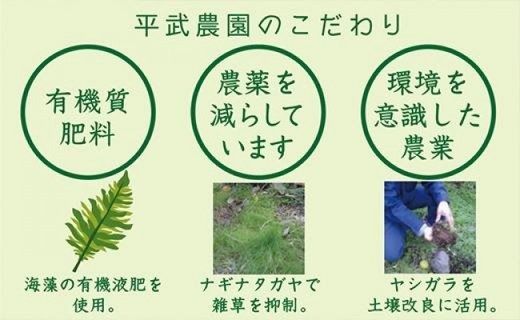 蛍飛ぶ町から旬の便り【贈答用／黒箱入り】有田みかん　ＭサイズまたはＬサイズ30個以上　平武農園 BX999