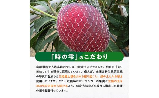 【令和７年発送】宮崎県産完熟マンゴー「時の雫」 4L×1玉【 果物 フルーツ マンゴー 宮崎県産 九州産 完熟マンゴー みやざきマンゴー 先行予約 数量限定 期間限定 】 [D08607]