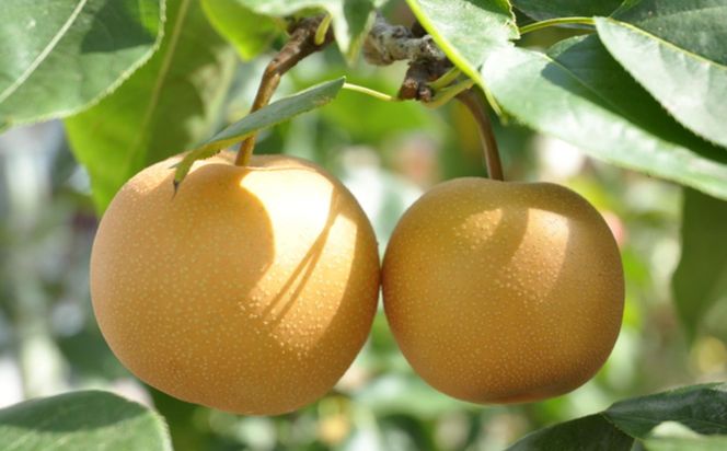 【産直】和歌山有田産の梨約2kg（品種おまかせ）★2026年8月上旬頃より順次発送  	BZ119