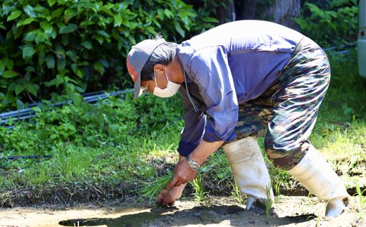 上東産　仁淀米【2025年10月末頃から発送】
