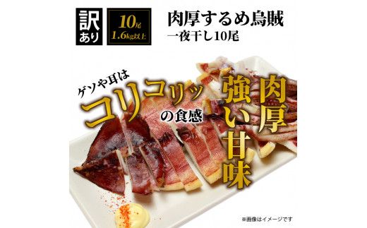 【訳あり】絶品！肉厚するめ烏賊一夜干したっぷり10尾（1.6kg以上） _1836R