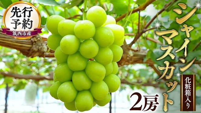 期間限定 ！ 筑西市産 シャインマスカット 2房 ぶどう ブドウ 葡萄 フルーツ 2026年産 [BW064ci]