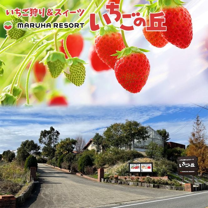 【2026年1月上旬発送開始】まるは食堂 マルハリゾート いちごの丘の『朝摘みいちご』1箱（1箱約450g） ※2026年1月上旬～3月下旬頃に順次発送予定 ※北海道・沖縄・離島への配送不可 ※着日指定不可